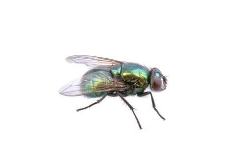 Preview: Green fly isolated on a white background