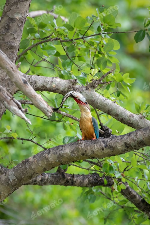 Preview: Stork-billed Kingfisher with a fish in its beak, swallowing the fish head first.