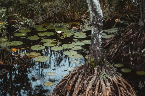 Preview: Tiltshift scenery with the waterlily and tree in a pond