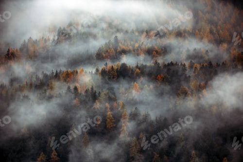 Preview: Forest with dense fog in the morning.