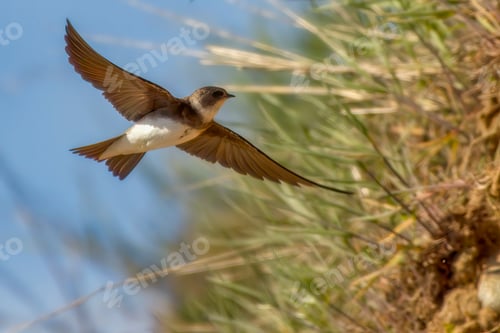 Preview: Closeup of the sand martin. Riparia riparia or European sand martin, bank swallow.