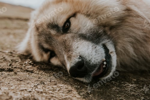Preview: Furry dog taking a break from playing