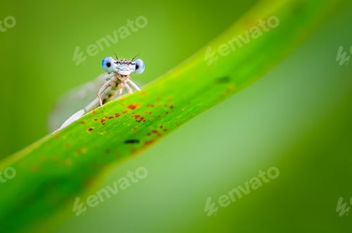 Preview: Beautiful cute dragonfly, White legged Damselfly