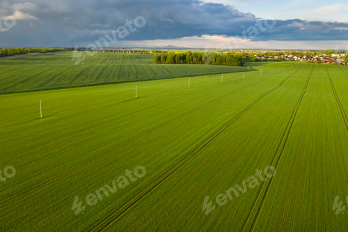 Preview: Top view of the sown green in Belarus.Agriculture in Belarus.Texture