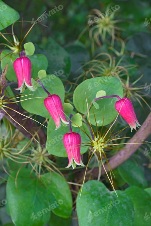 Preview: Whiteleaf Leather Flowers (Clematis Glaucophylla)