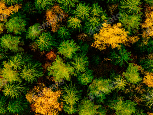 Preview: Aerial drone view of autumn color trees in fall woods or forest, beautiful landscape.