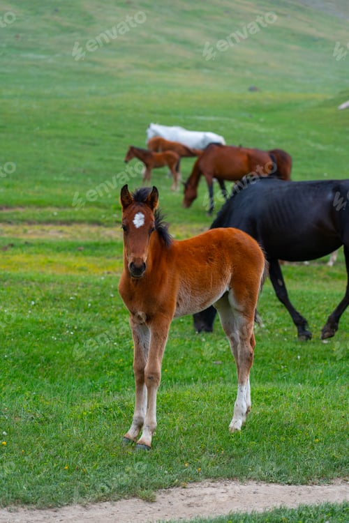 Preview: Foal and horses grazing in a green pasture with a direct gaze