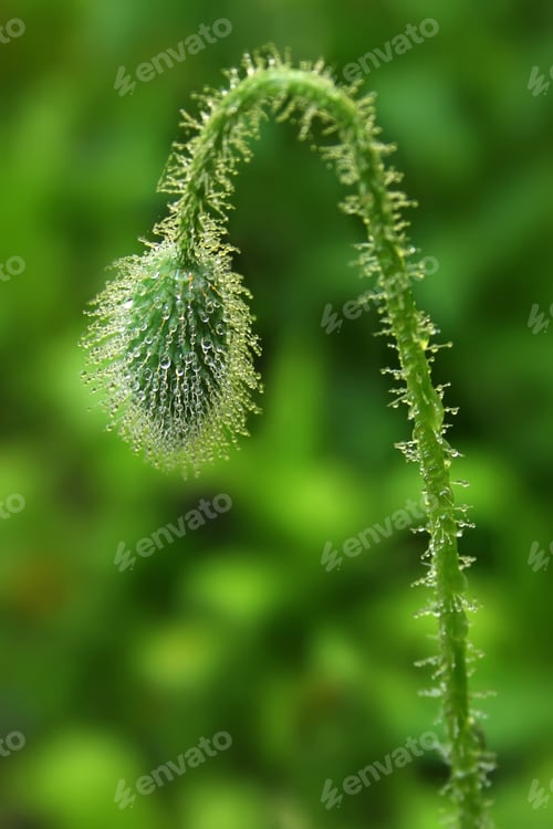 Preview: Poppy flower in the dew