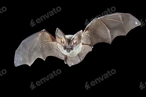 Preview: Flying Grey long eared bat