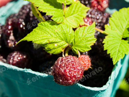 Preview: Black Raspberry