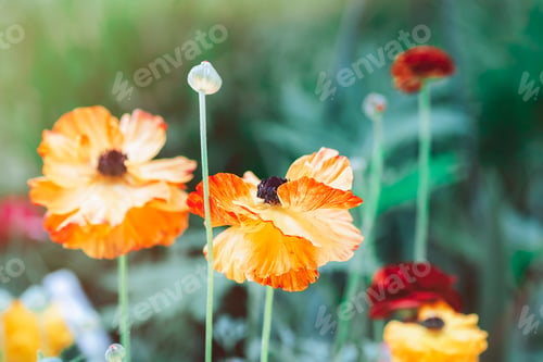 Preview: Vibrant Orange Flowers in a Sunny Garden