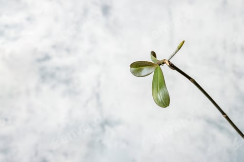 Preview: Keiki phalaenopsis orchid closeup, offspring growing on a stem