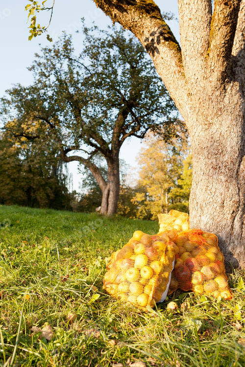 Preview: Bags of apples in rural field