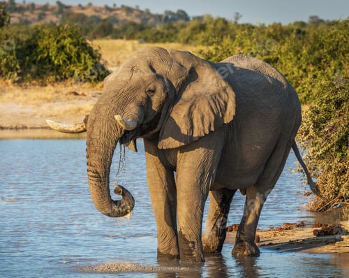 Preview: A Beautiful Botswana Wildlife Place in the World in Picture