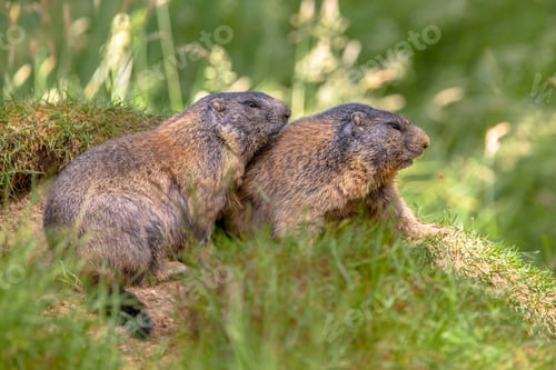Preview: Two Alpine marmots