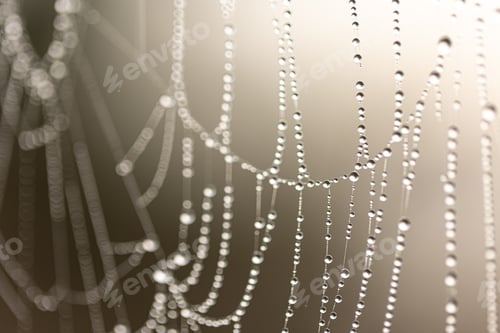 Preview: Macro shot of a drop of morning dew on a spider web.