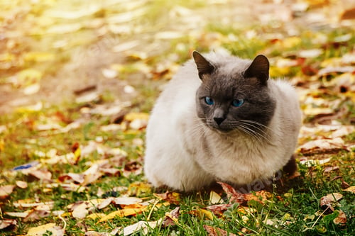 Preview: Sad homeless cat sits in autumn foliage