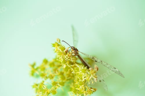 Preview: Dragonfly on Yellow-Green Flower with Light Green Background