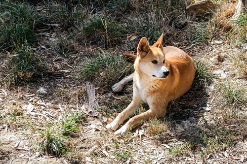 Preview: Wild dog Dingo in Australia resting in the shadow of the tree on a sunny day
