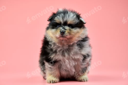 Preview: Pomeranian Spitz puppy on pink background