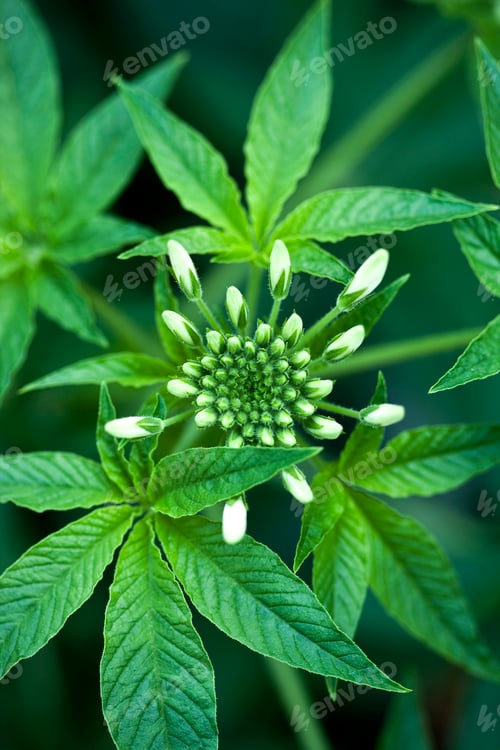 Preview: Plant in the garden