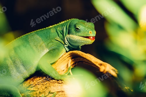 Preview: Close-up of green iguana on its habitat on land - wooden branch. Beautiful lizard in zoo