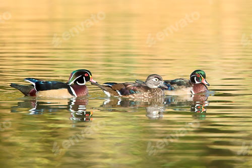 Preview: Two males and a female wood duck.