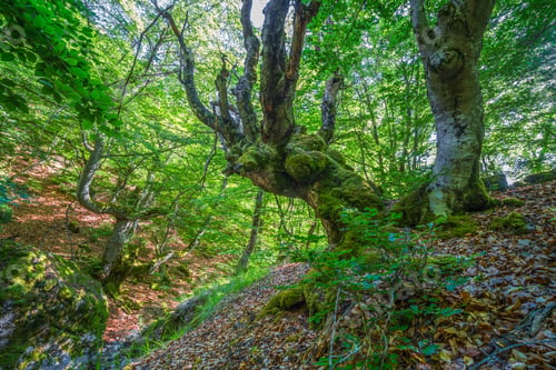 Preview: Beautiful shot of mossy trees in a green forest