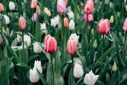 Preview: Tulips in bloom.