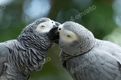 Preview: bird, parrot, Scarlet, Macaw