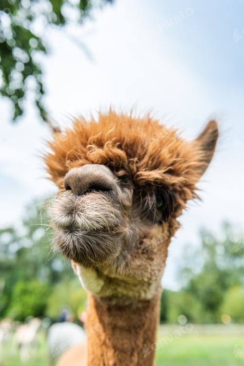 Preview: Alpaca funny face close up portrait, with funny hair cut in outdoor ranch
