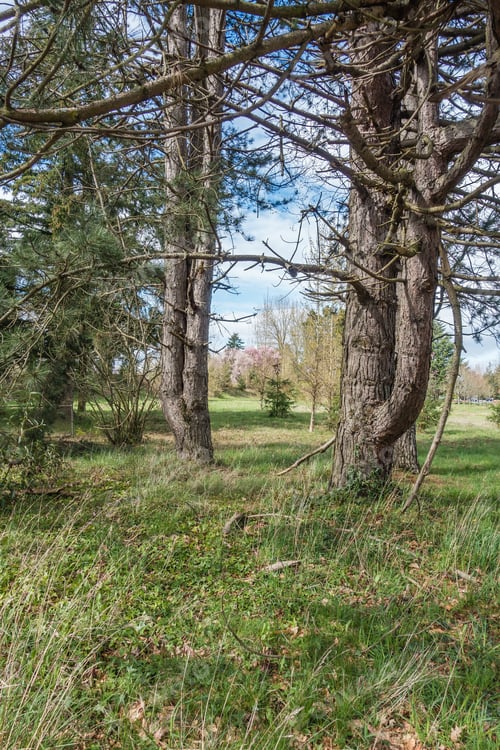 Preview: Two Trees Frame Cherry Trees In Spring. Shot Taken In Seatac, Washington.