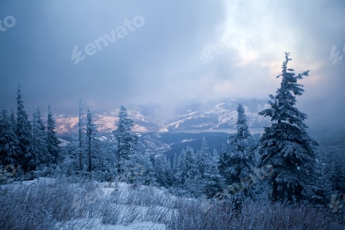 Preview: Snowy fir trees