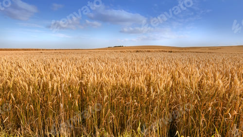 Preview: Harvest