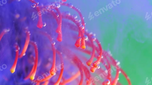 Preview: Flower in water with ink and bubbles. Stock footage. Exotic flower under water with colored ink