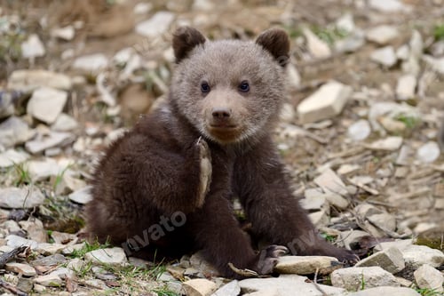 Preview: Brown bear cub