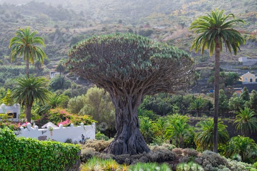 Preview: The dragon tree is the oldest symbol of the island of Tenerife in the Parque del Drago