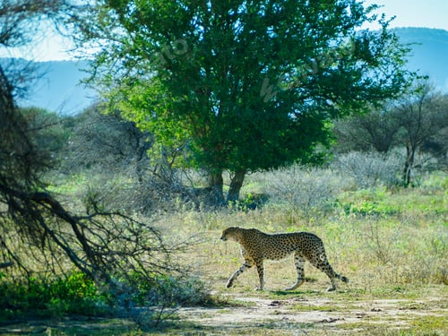Preview: a cheetah running across a lush green field next to trees