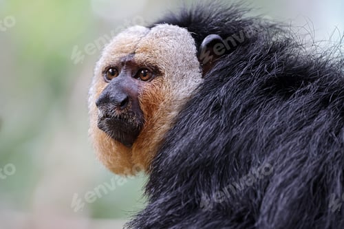 Preview: portrait of White faced saki (Pithecia pithecia) monkey