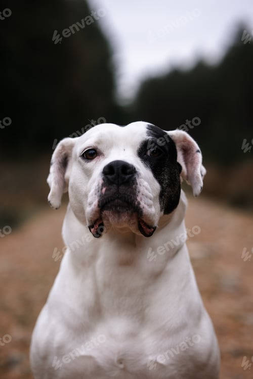 Preview: Staffordshire Terrier, white dog with a black eye patch marking
