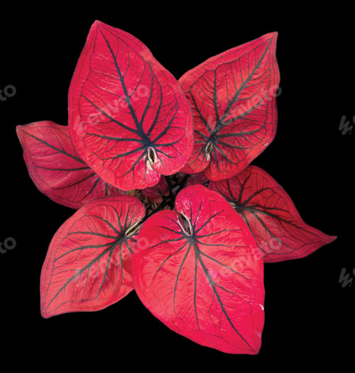 Preview: Beautiful colorful caladium on Black background isolate with clipping path. Queen