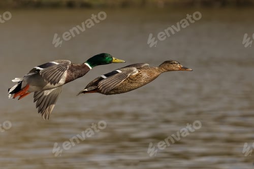 Preview: Two mallard ducks flying above the water