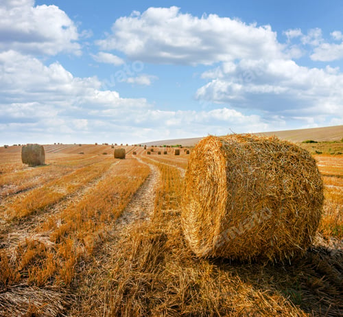 Preview: straw bales lie on a sloping field