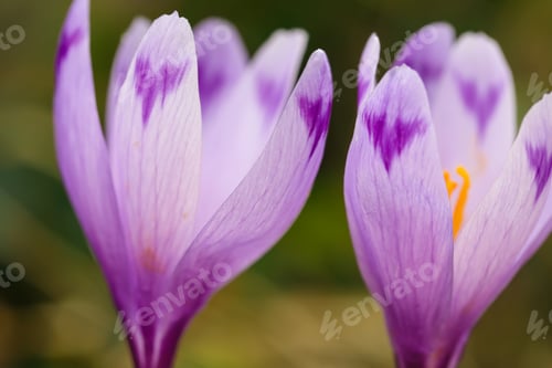 Preview: Purple crocus flowers in snow awakening in spring