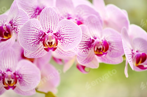 Preview: Beautiful pink orchid flowers on a natural background. Floral background