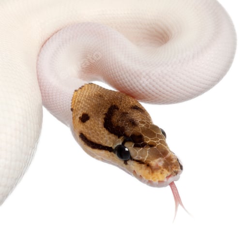 Preview: Close-up of Female Pied Spider Royal python