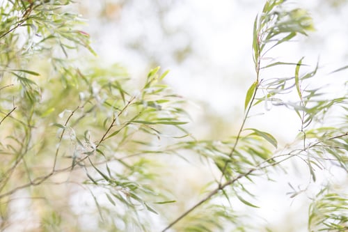 Preview: Leaves in the wind