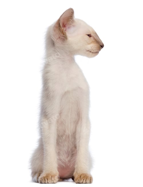 Preview: Oriental Shorthair kitten, 9 weeks old, sitting and looking away against white background