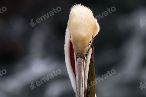 Preview: Closeup shot of the head of a pelican