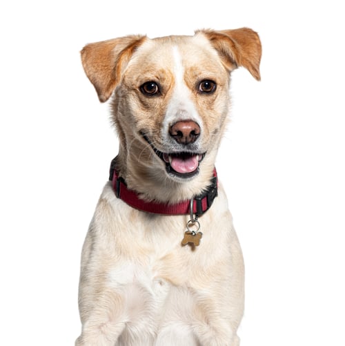 Preview: Happy mongrel dog with collar on white background